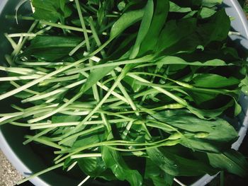 Close-up of plant