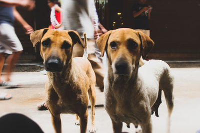 Close-up of street dog