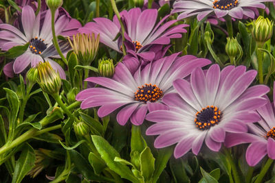 Close-up of pink flowers