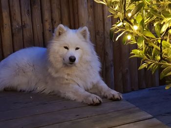 Portrait of white dog sitting on wood