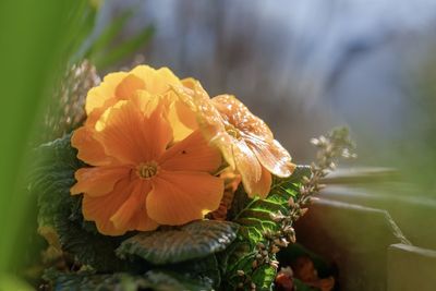 Close-up of yellow flowering plant