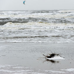 View of bird on beach