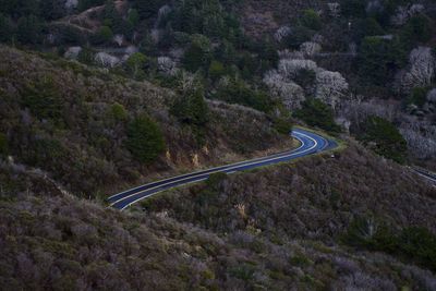 Road amidst trees