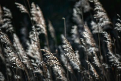 Close-up of dry grass