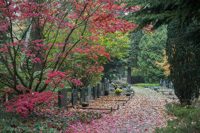 Trees by plants during autumn