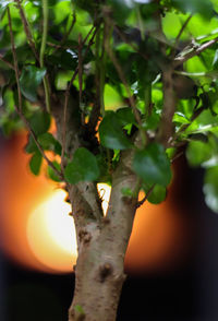 Close-up of tree trunk