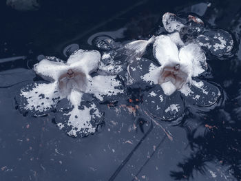 High angle view of frozen flower