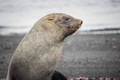 Close-up of sea lion