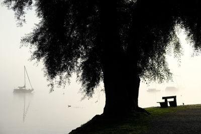 Silhouette trees against clear sky