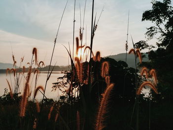 Close-up of silhouette plants on field against sky