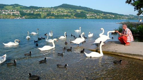 Birds in water