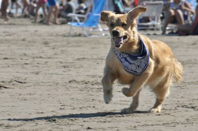 Close-up of dog on sand at beach