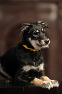 Close-up of a dog looking away