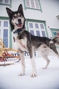 Alaskan husky sled dogs waiting for a sled pulling. dog sport in winter. 