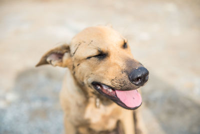 Close-up of dog