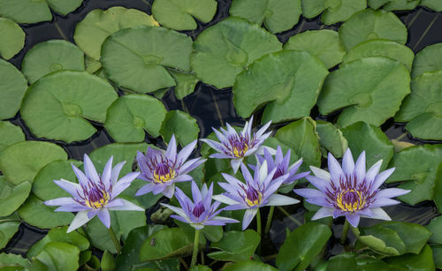 High angle view of purple water lily blooming in pond