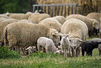 Sheep grazing in a field