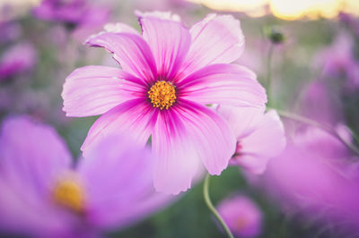 Close-up of pink cosmos flowers blooming outdoors