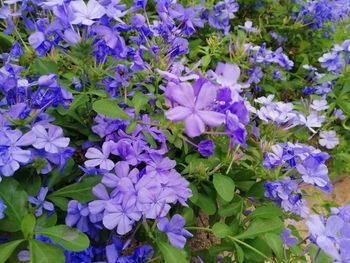 Close-up of purple flowering plants