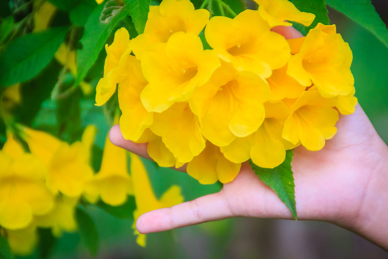 CLOSE-UP OF HAND HOLDING YELLOW FLOWERING PLANTS