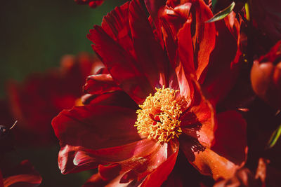 Close-up of red flowering plant