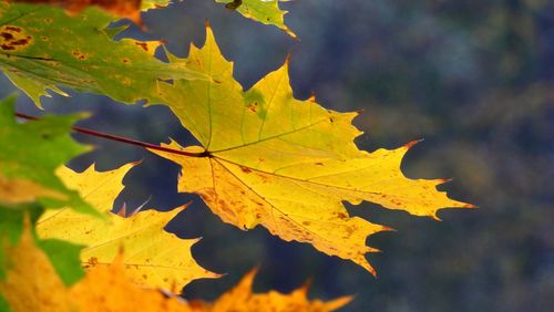 Close-up of maple leaves