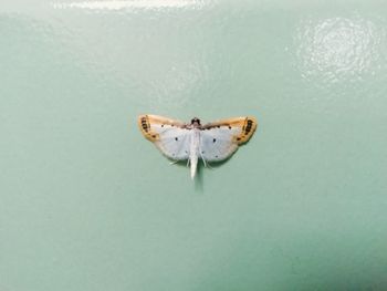 Close-up of person against wall