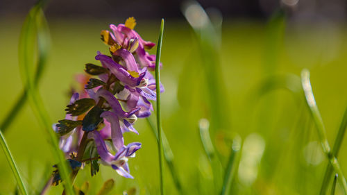 Close-up of purple flowers blooming outdoors