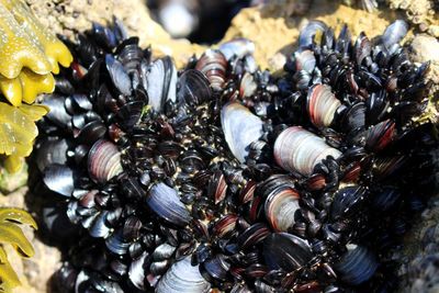 Close-up of seashells on shells