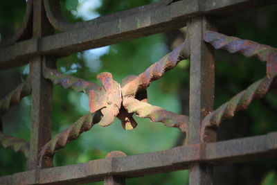 Close-up of rusty metal fence