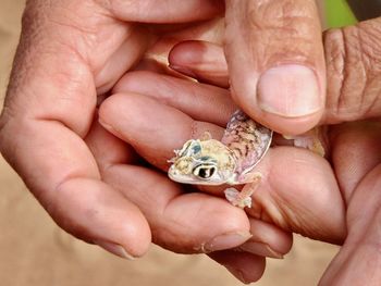 Close-up of human hand holding small