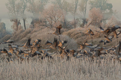 Birds in a field