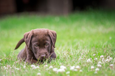 Portrait of puppy on field