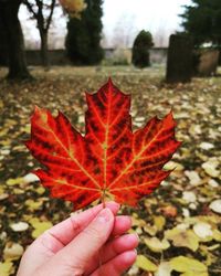 Close-up of hand holding maple leaf during autumn