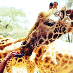 Close-up of giraffe eating