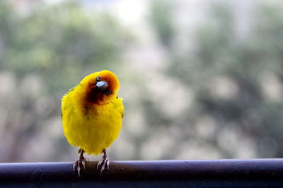 Close-up of parrot perching on railing