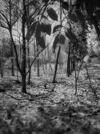 Trees on field in forest