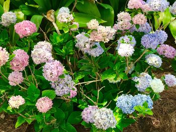 Close-up of pink hydrangea blooming outdoors