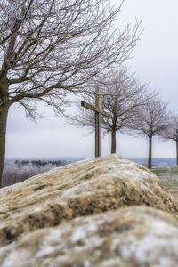 Bare trees on snow covered land