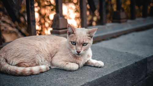 Portrait of ginger cat on footpath