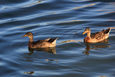 Ducks swimming in lake