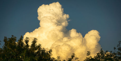 Low angle view of trees against sky during sunset