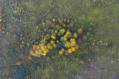 High angle view of flowering plants on land