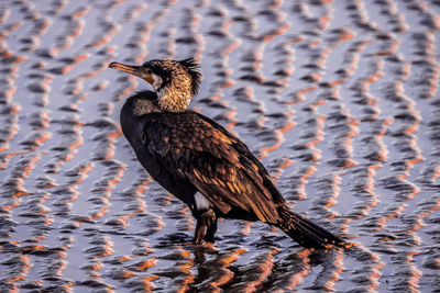 High angle view of bird