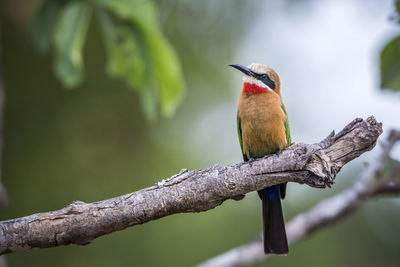 Close-up of bird perching on branch