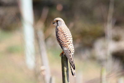 Close-up of owl perching outdoors