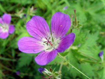 Close-up of pink flowers