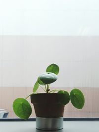 Close-up of green plant against white background