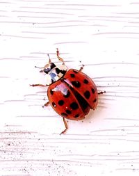 High angle view of ladybug