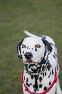 High angle view of dalmatian dog